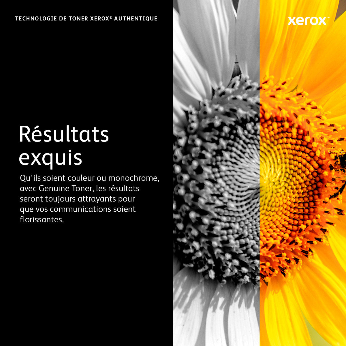 Xerox Module photorécepteur jaune (40,000 pages) VersaLink C50X