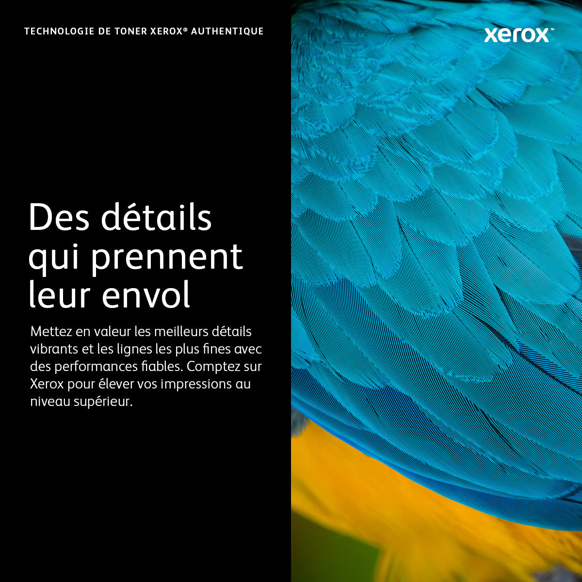Xerox Cartouche de tambour