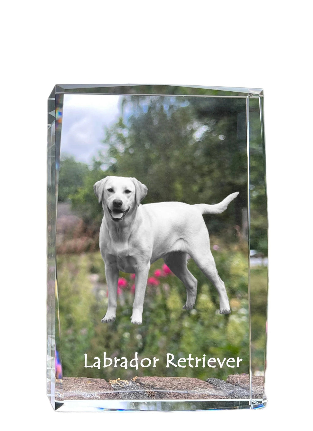 Labrador Retriever I - crystal with a picture of a dog, photo in glass, modern exhibition of Art-Dog brand photo