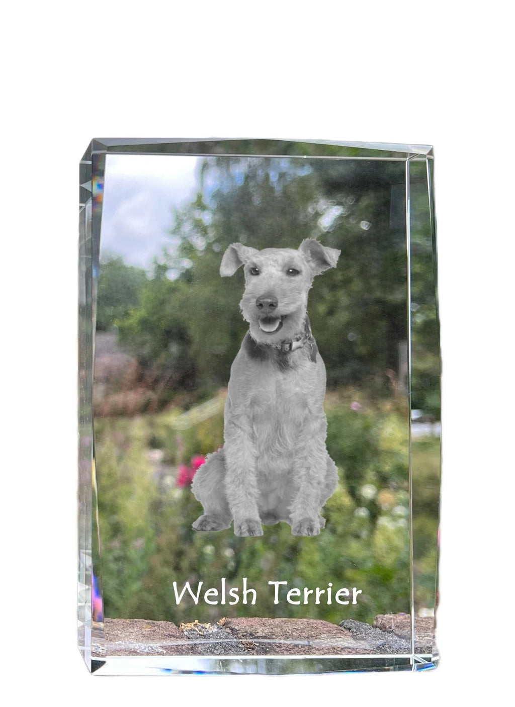 Welsh Terrier, Welshie, Daeargi Cymreig - crystal with a picture of a dog, photo in glass, modern exhibition of Art-Dog brand photo