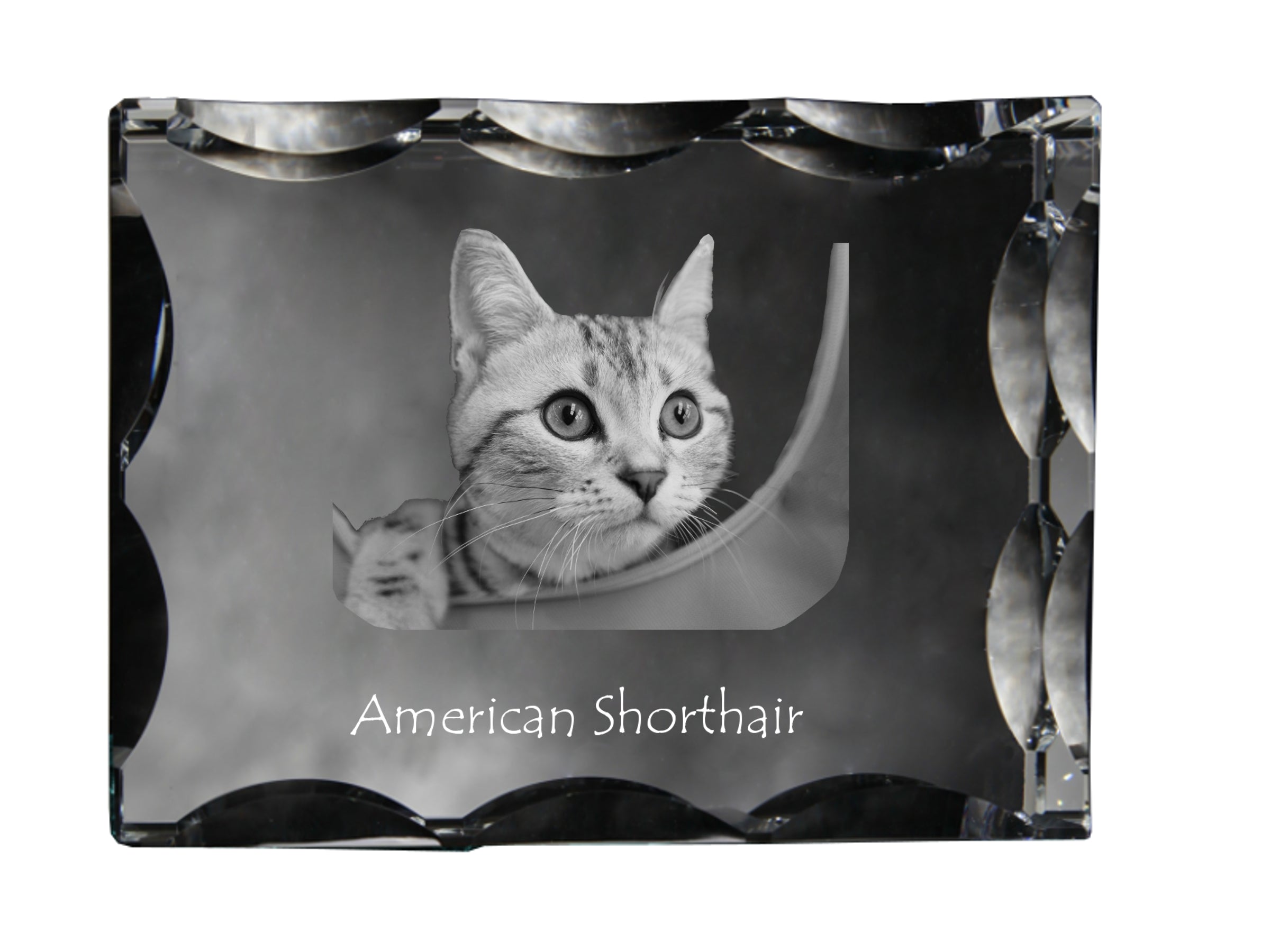 American Shorthair - crystal with a cat picture, glass statuette with a picture, unique frame with a picture from Art-Dog brand