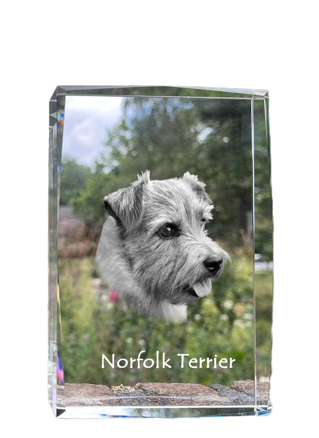 Norfolk Terrier - crystal with a picture of a dog, photo in glass, modern exhibition of Art-Dog brand photo