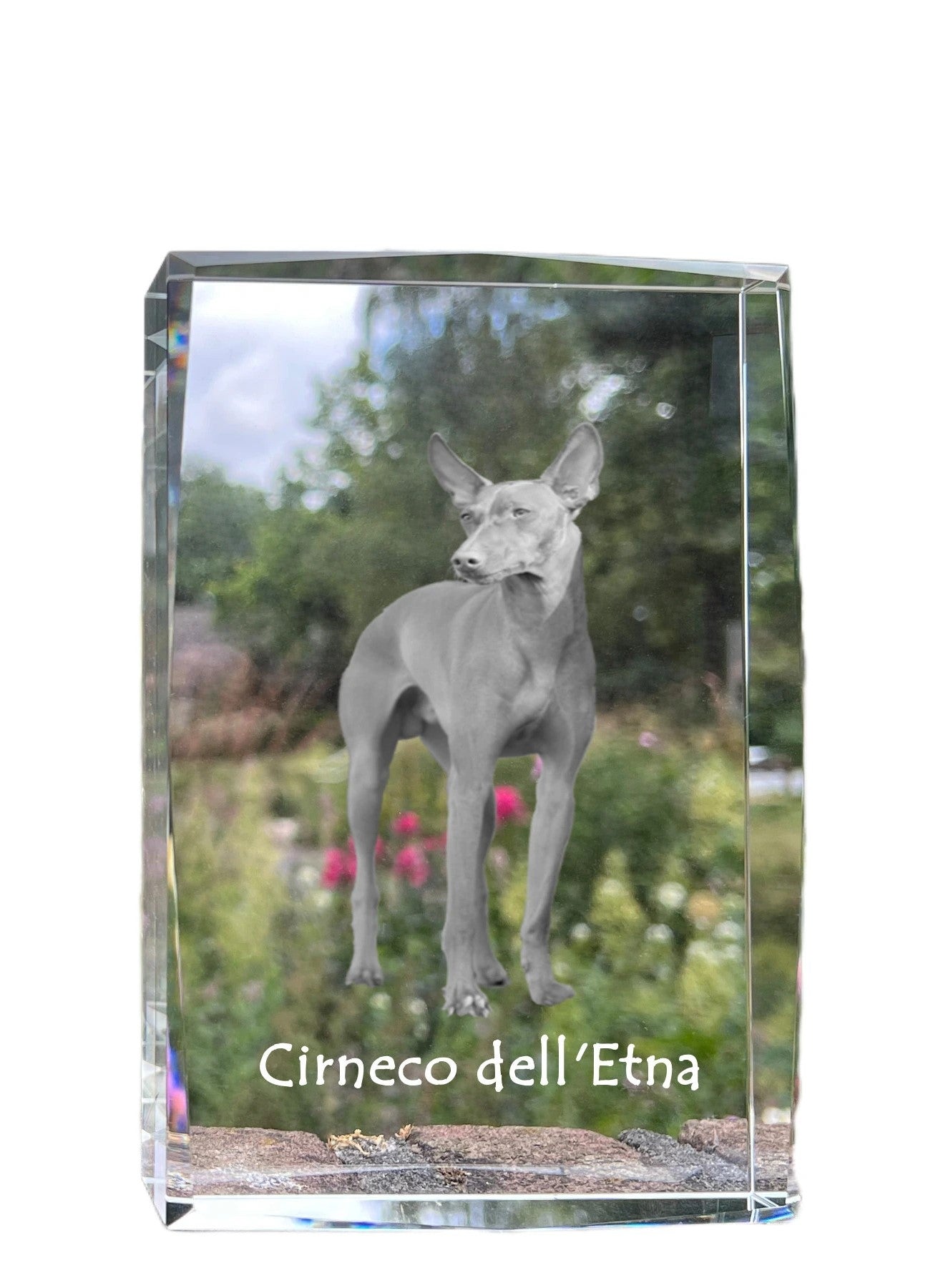 Cirneco dell'Etna - crystal with a picture of a dog, photo in glass, modern exhibition of Art-Dog brand photo