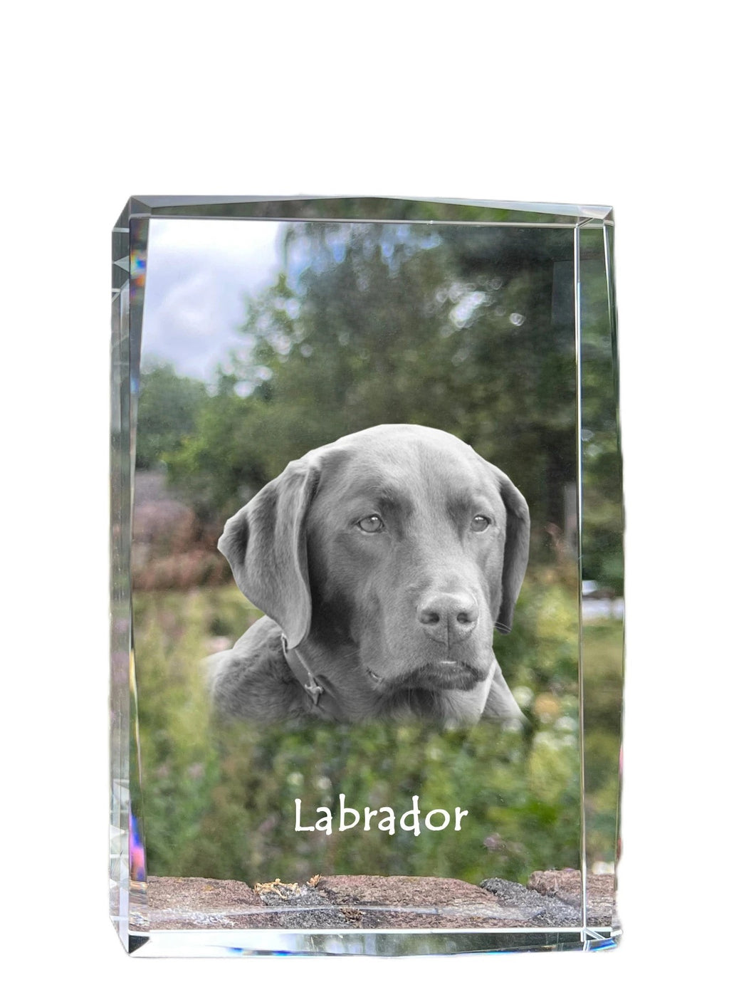Labrador Retriever - crystal with a picture of a dog, photo in glass, modern exhibition of Art-Dog brand photo