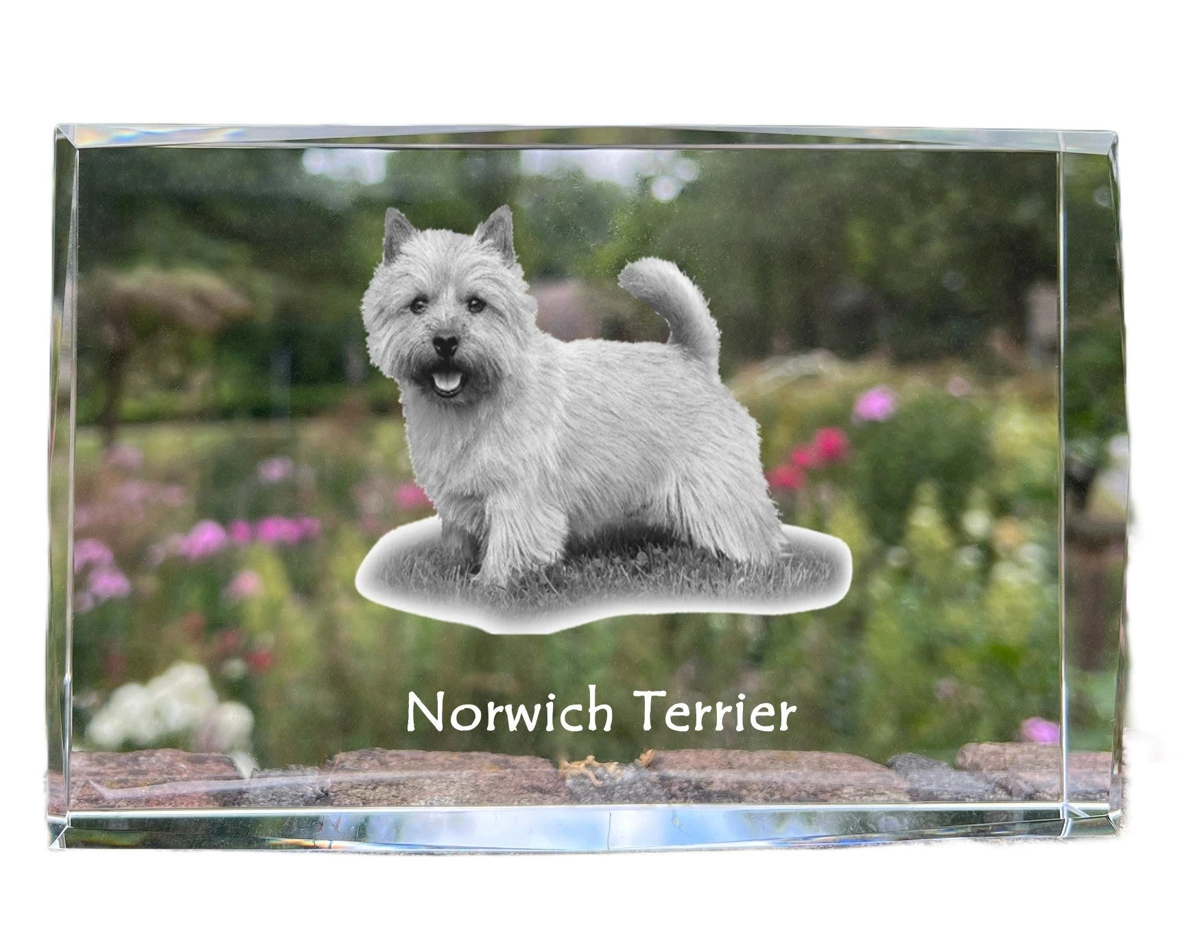 Norwich Terrier - crystal with a picture of a dog, photo in glass, modern exhibition of Art-Dog brand photo