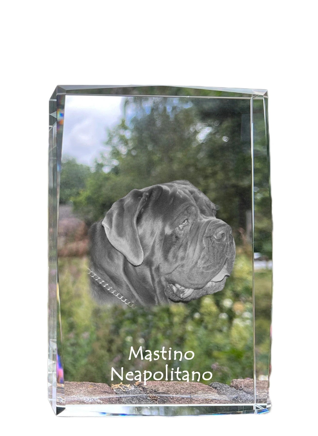 Neapolitan Mastiff, Mastino Napoletano - crystal with a picture of a dog, photo in glass, modern exhibition of Art-Dog brand photo