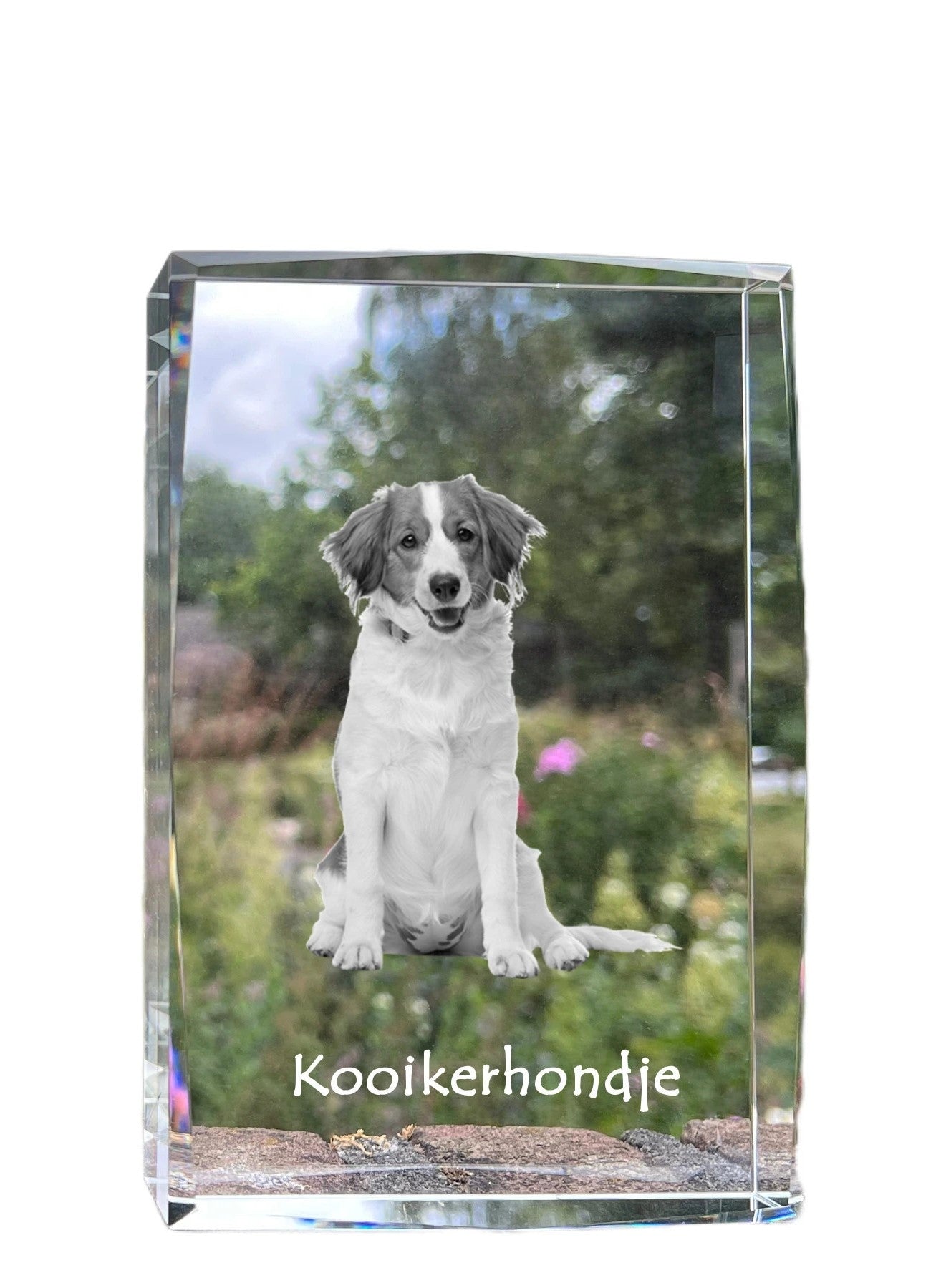 Kooikerhondje - crystal with a picture of a dog, photo in glass, modern exhibition of Art-Dog brand photo