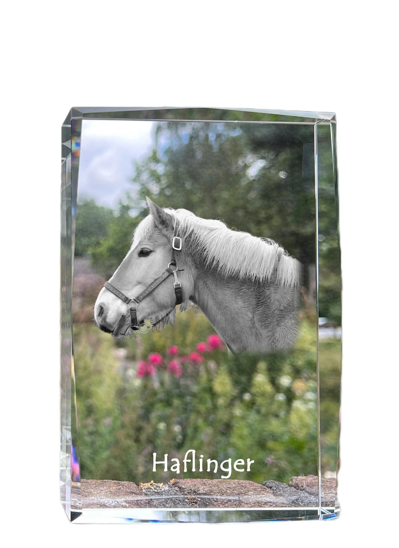 Haflinger - crystal with a picture of a horse, photo in glass, modern exhibition of Art-Dog brand photo