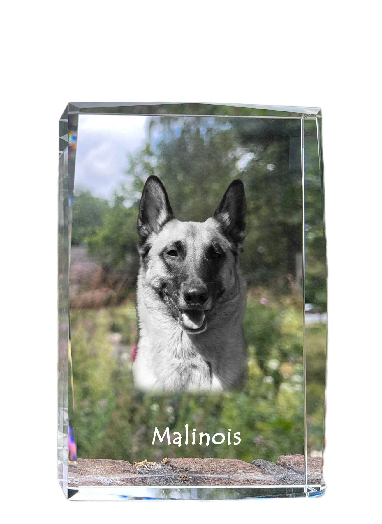 Malinois Belgian Shepherd Dog - crystal with a picture of a dog, photo in glass, modern exhibition of Art-Dog brand photo