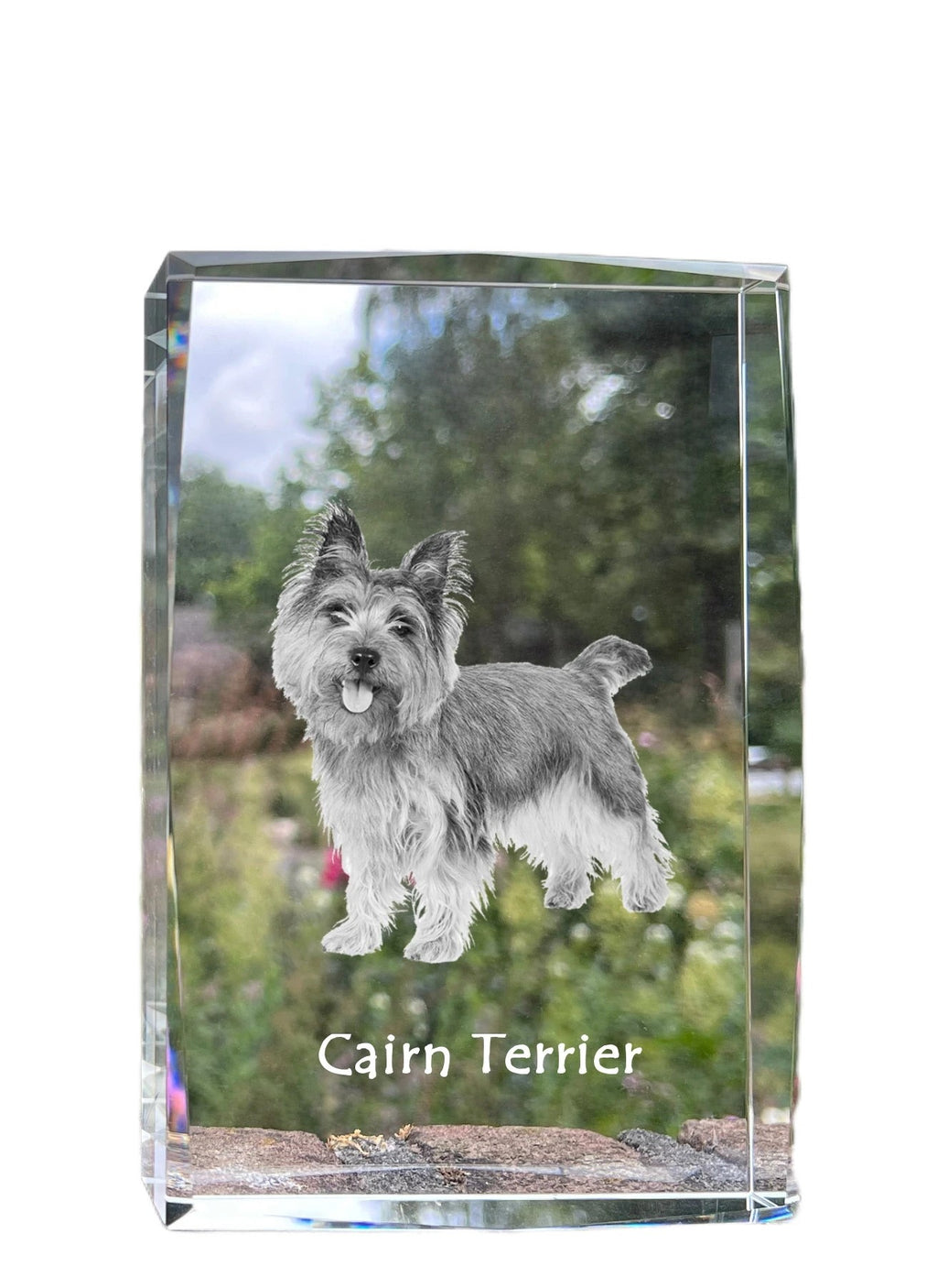 Cairn Terrier - crystal with a picture of a dog, photo in glass, modern exhibition of Art-Dog brand photo