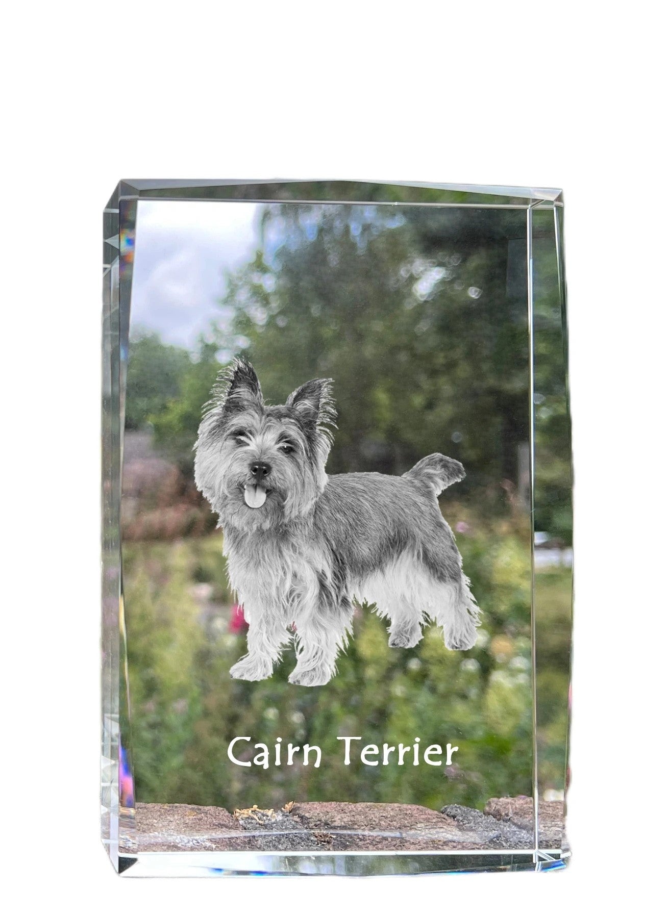 Cairn Terrier - crystal with a picture of a dog, photo in glass, modern exhibition of Art-Dog brand photo