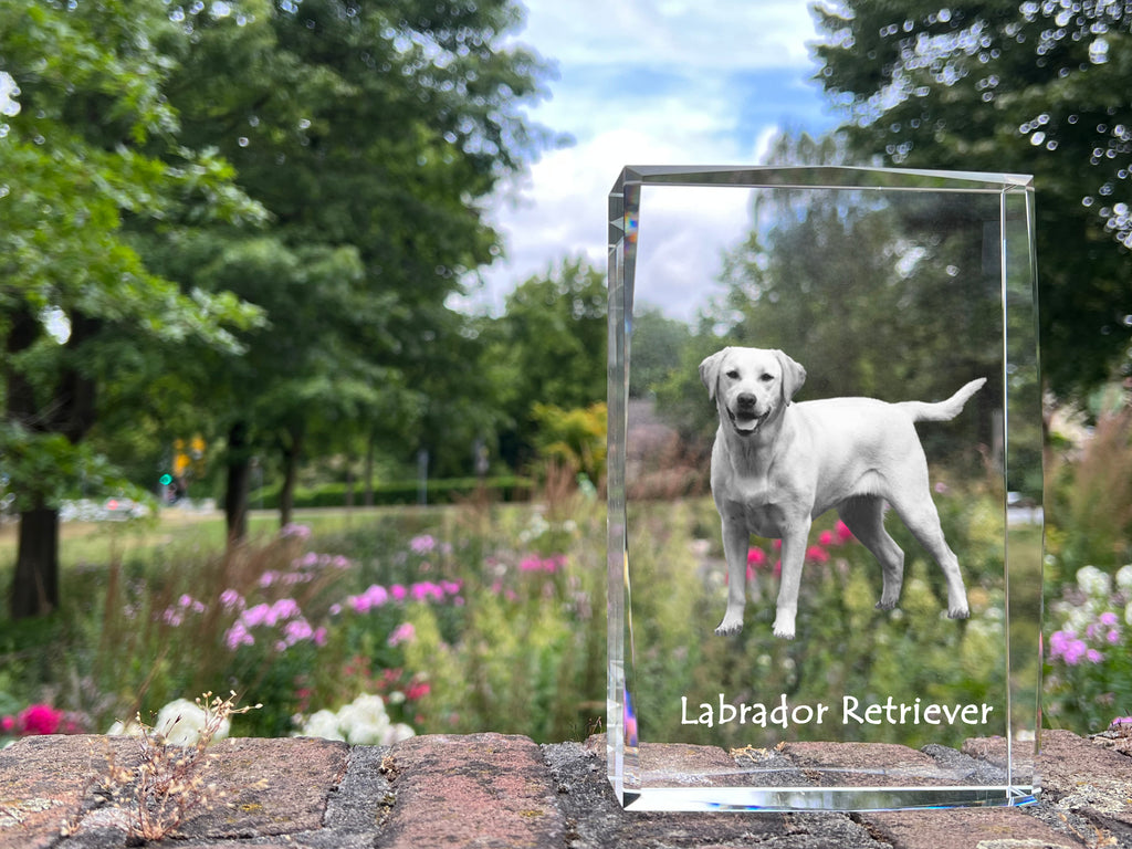 Labrador Retriever I - crystal with a picture of a dog, photo in glass, modern exhibition of Art-Dog brand photo
