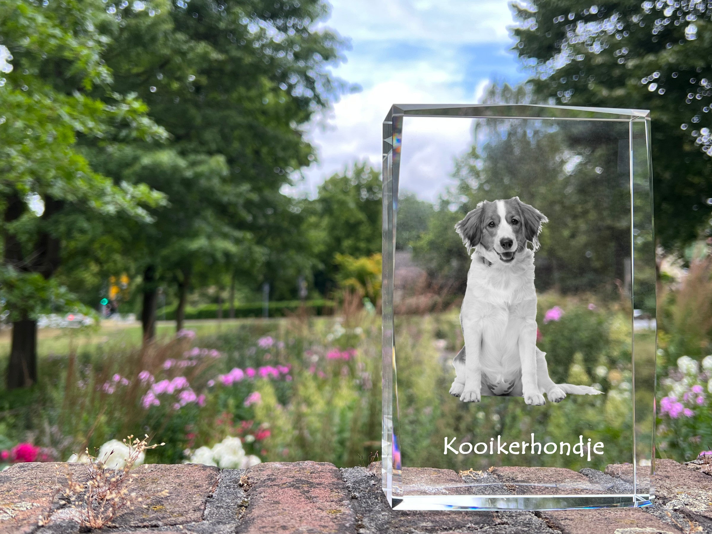 Kooikerhondje - crystal with a picture of a dog, photo in glass, modern exhibition of Art-Dog brand photo