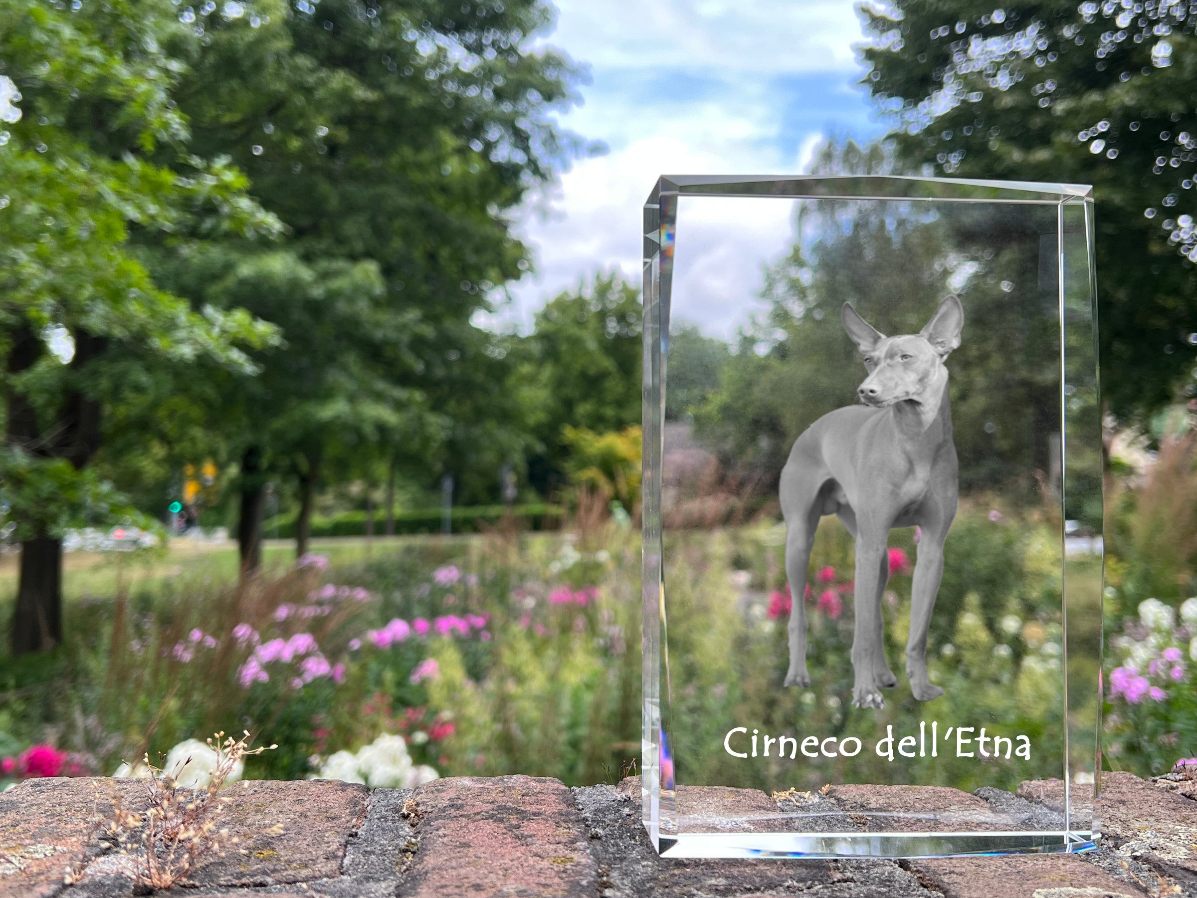 Cirneco dell'Etna - crystal with a picture of a dog, photo in glass, modern exhibition of Art-Dog brand photo