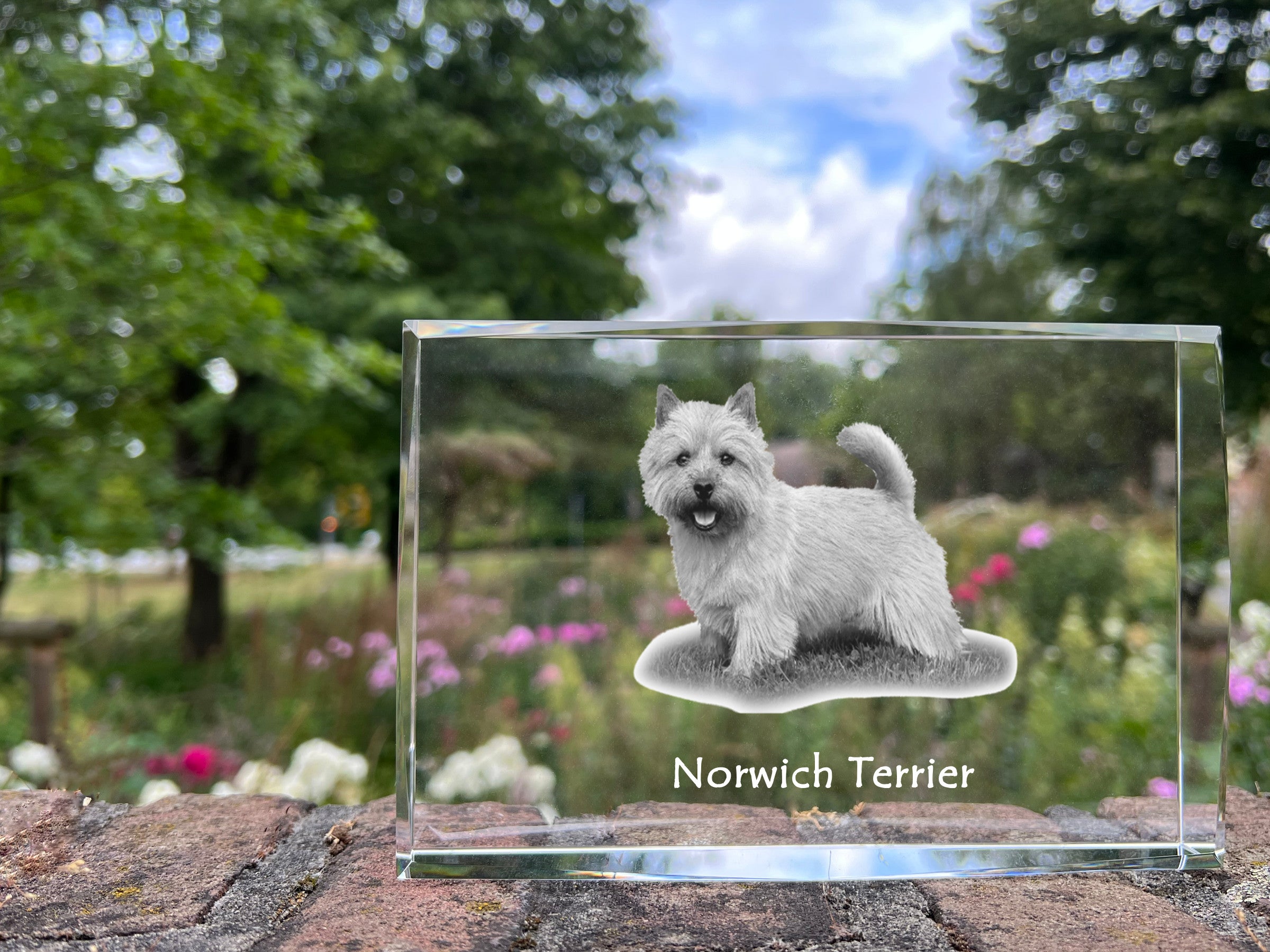 Norwich Terrier - crystal with a picture of a dog, photo in glass, modern exhibition of Art-Dog brand photo