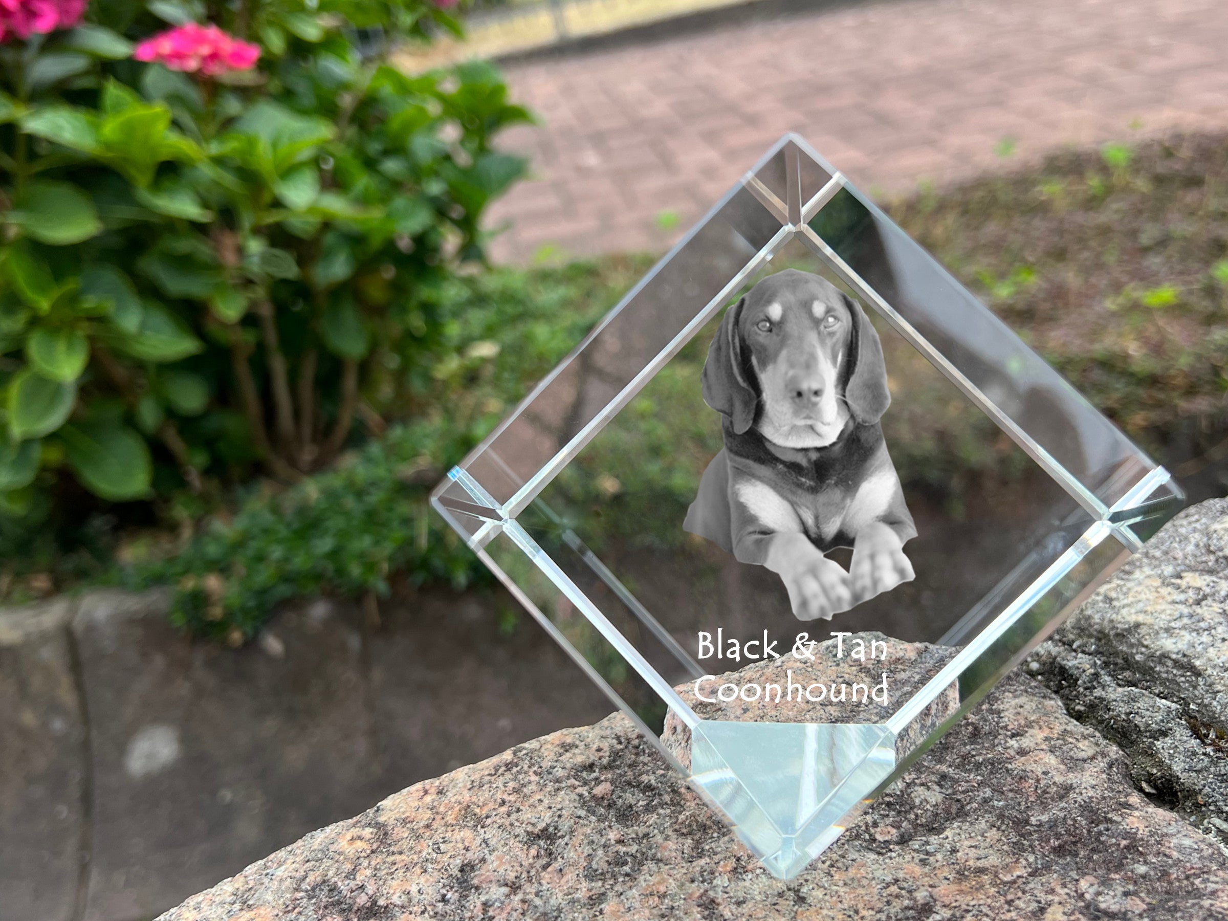 Black and Tan Coonhound I - crystal cube with a photo, photo of a horse in crystal, cubic paperweight from Art-Dog brand
