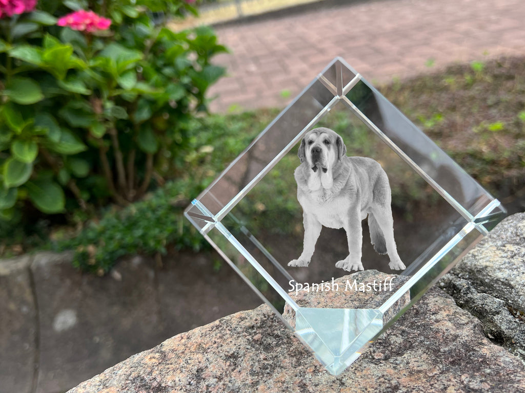 Spanish Mastiff, Mastín Español - crystal cube with a photo, photo of a horse in crystal, cubic paperweight from Art-Dog brand