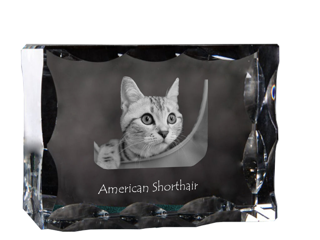American Shorthair - crystal with a cat picture, glass statuette with a picture, unique frame with a picture from Art-Dog brand