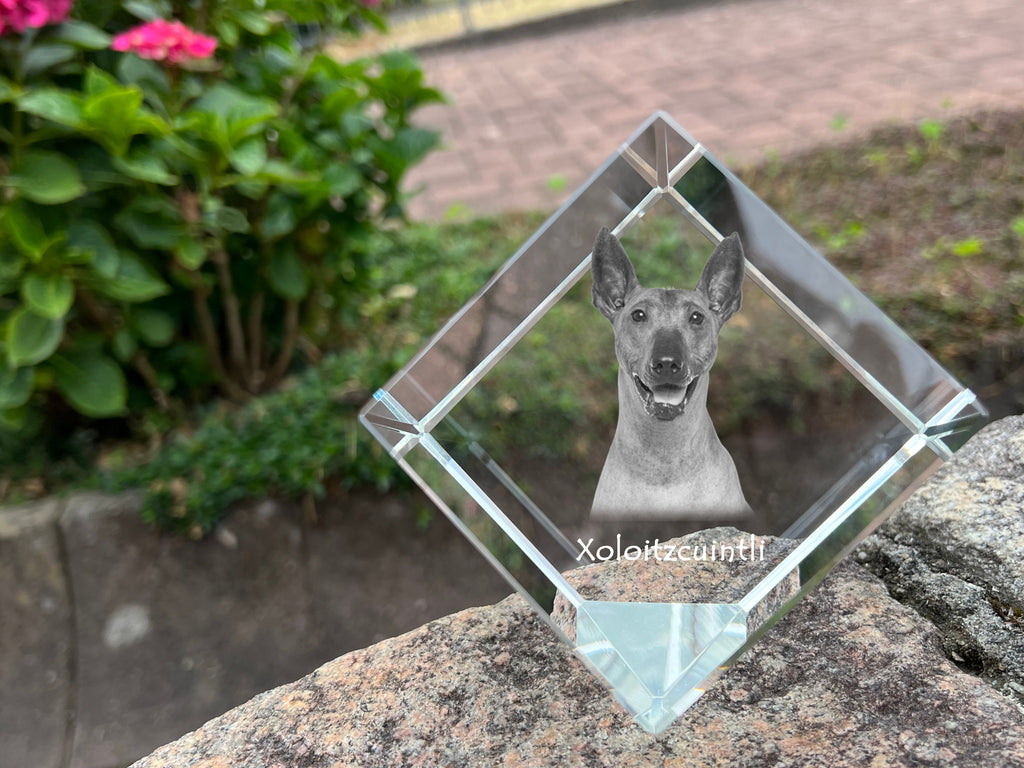 Xoloitzcuintle, Mexican Hairless Dog, Xoloitzquintle - crystal cube with a photo, photo of a horse in crystal, cubic paperweight from Art-Dog brand