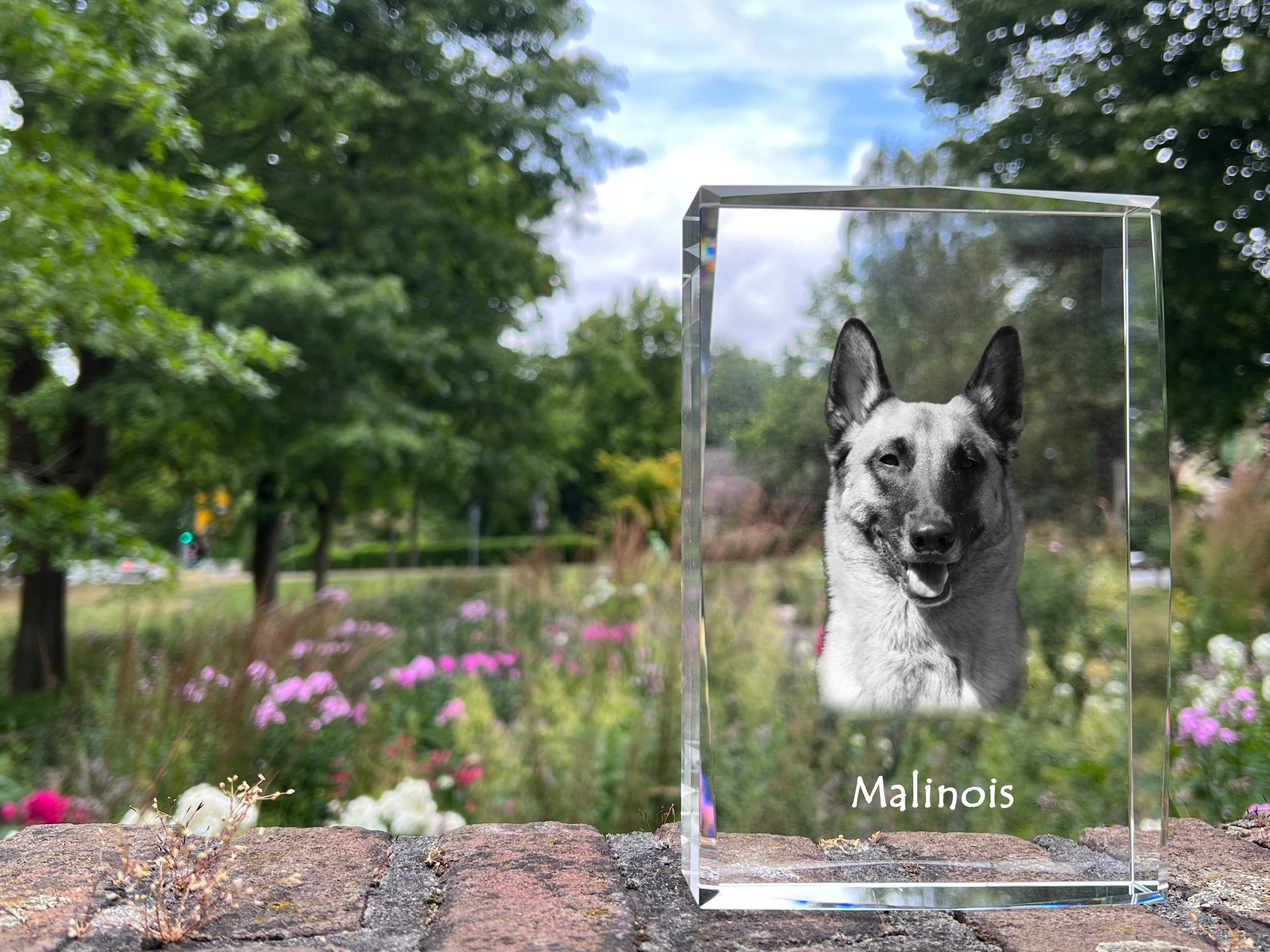 Malinois Belgian Shepherd Dog - crystal with a picture of a dog, photo in glass, modern exhibition of Art-Dog brand photo