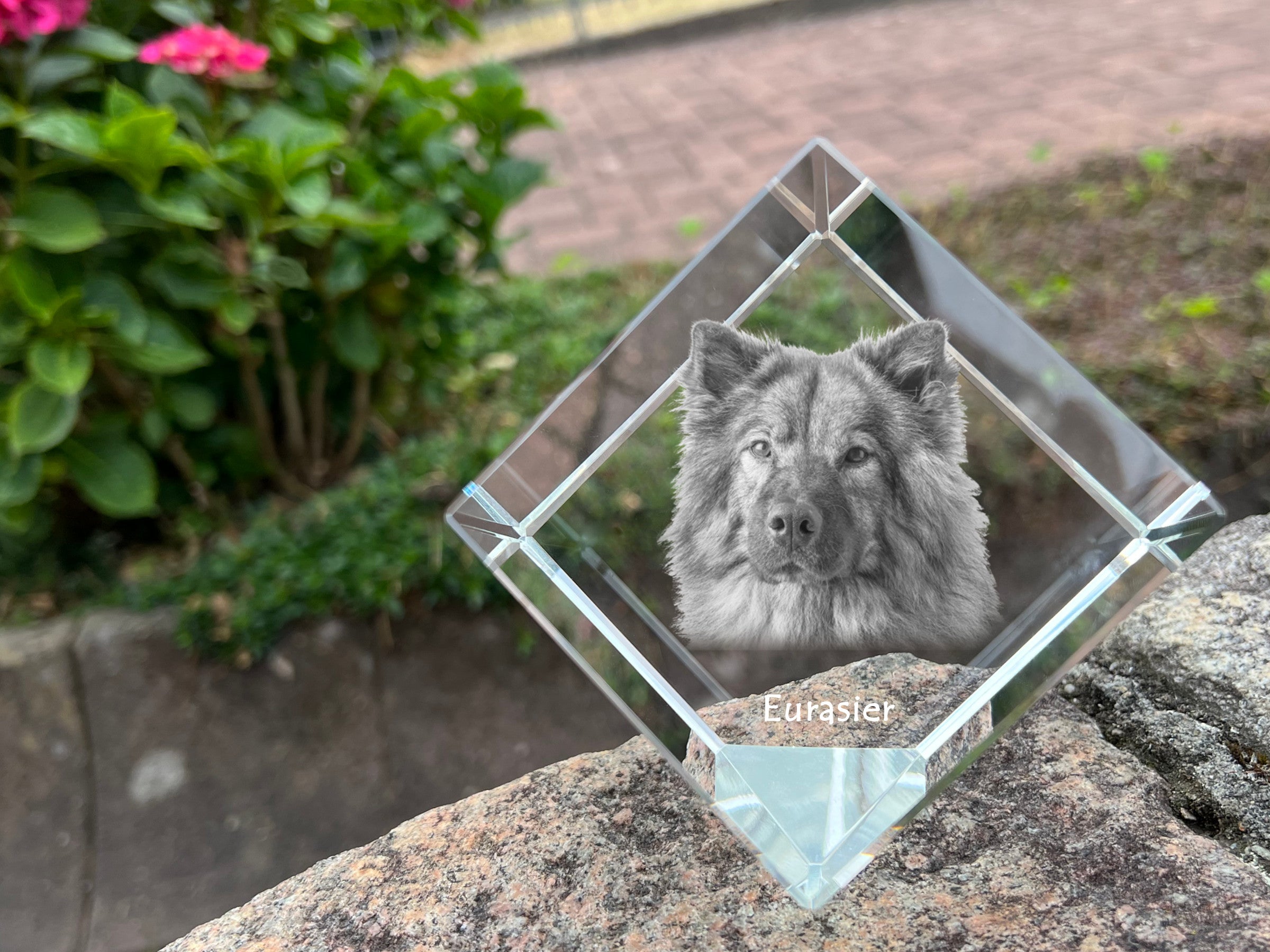 Eurasian, Eurasier - crystal cube with a photo, photo of a horse in crystal, cubic paperweight from Art-Dog brand