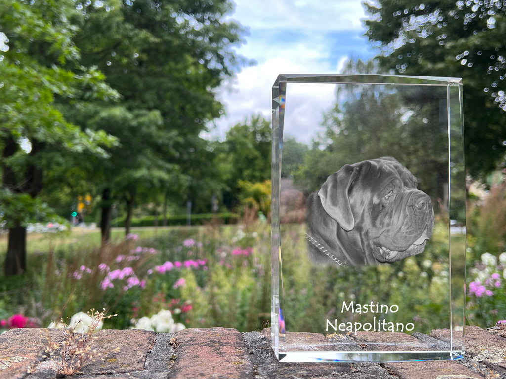 Neapolitan Mastiff, Mastino Napoletano - crystal with a picture of a dog, photo in glass, modern exhibition of Art-Dog brand photo