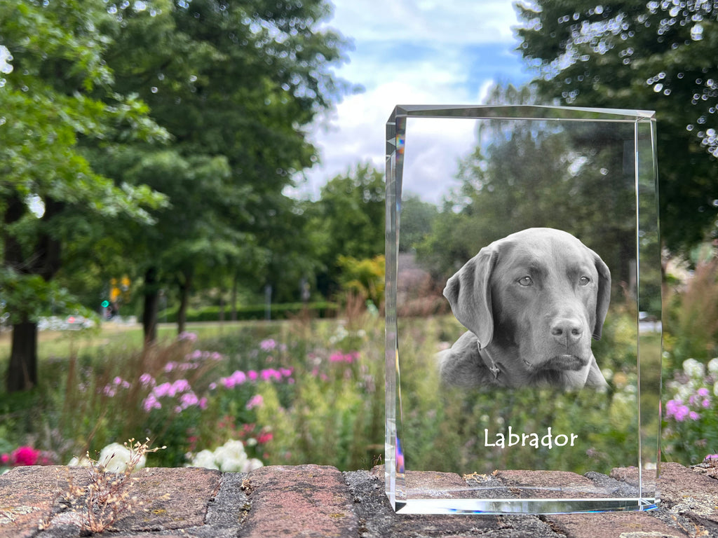 Labrador Retriever - crystal with a picture of a dog, photo in glass, modern exhibition of Art-Dog brand photo