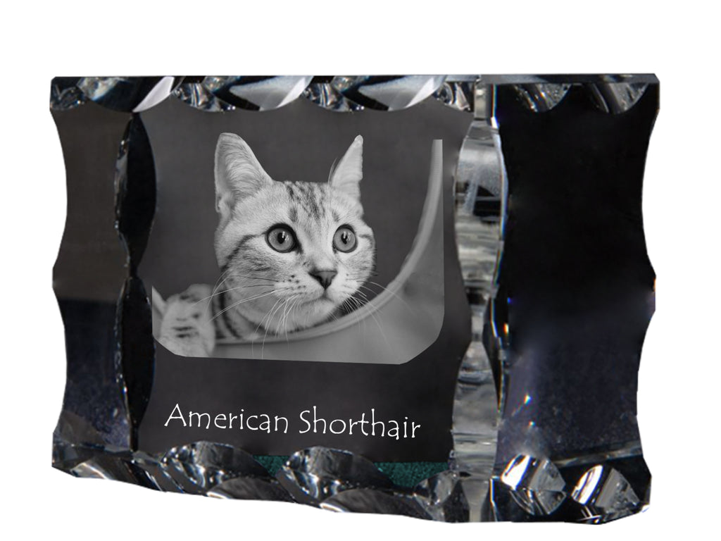 American Shorthair - crystal with a cat picture, glass statuette with a picture, unique frame with a picture from Art-Dog brand