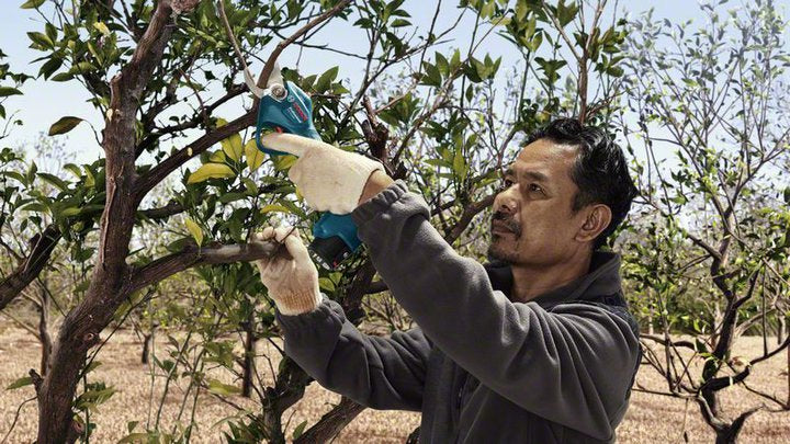 Bosch Bosch Pro Pruner Professional cisaille sans fil 2,5 cm 12 V Lithium-Ion (Li-Ion) Bleu