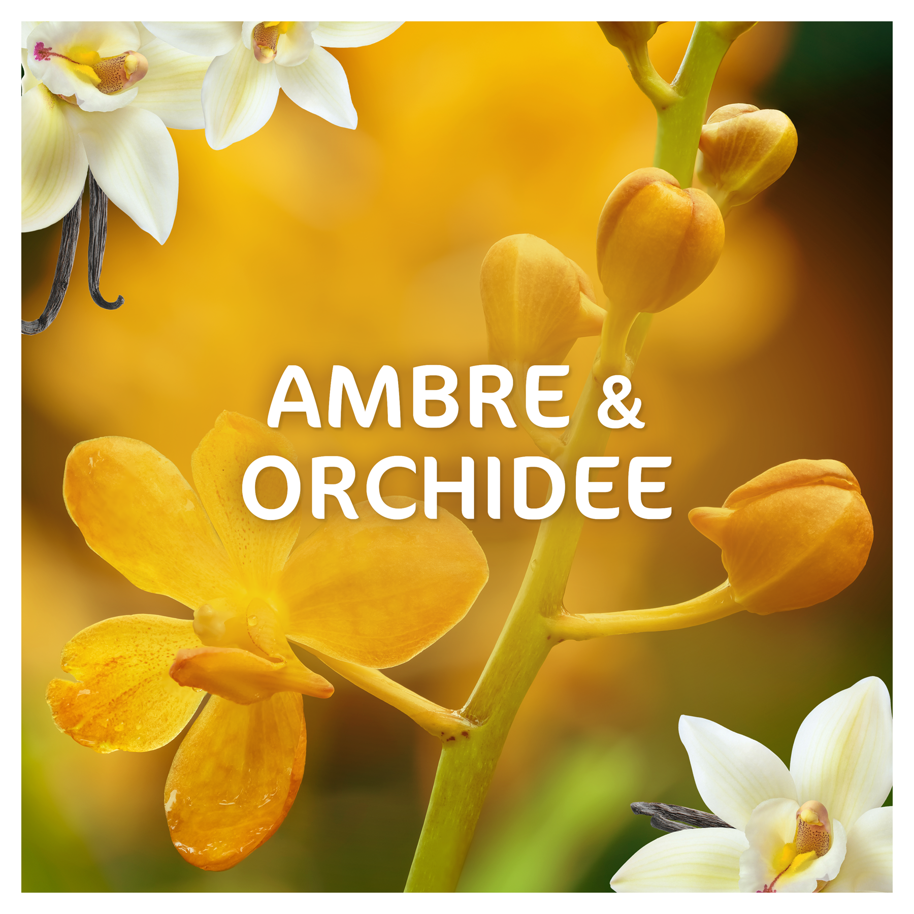 DASH 2-en-1 Lot de 33 capsules de lessive parfum ambre et orchidée