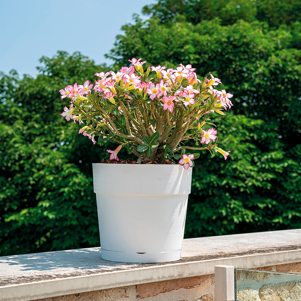 DEROMA Vaso Save R Bianco à réserve d'eau 48cm