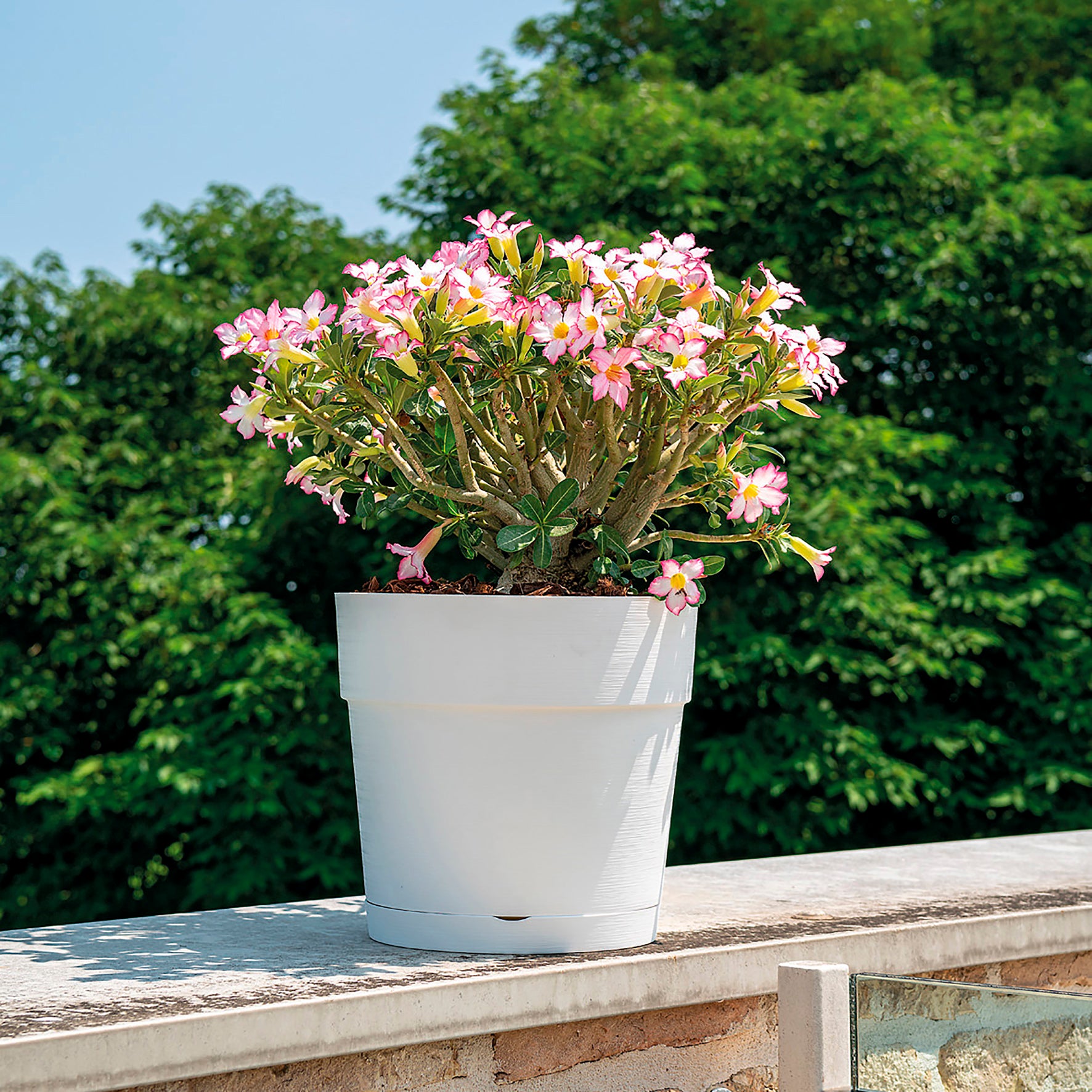 DEROMA Vaso Save R Bianco à réserve d'eau 48cm