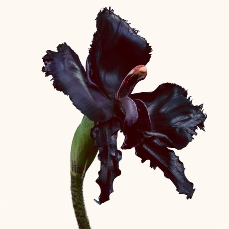 TOM FORD Black Orchid Réserve Eau de parfum - 100 ml