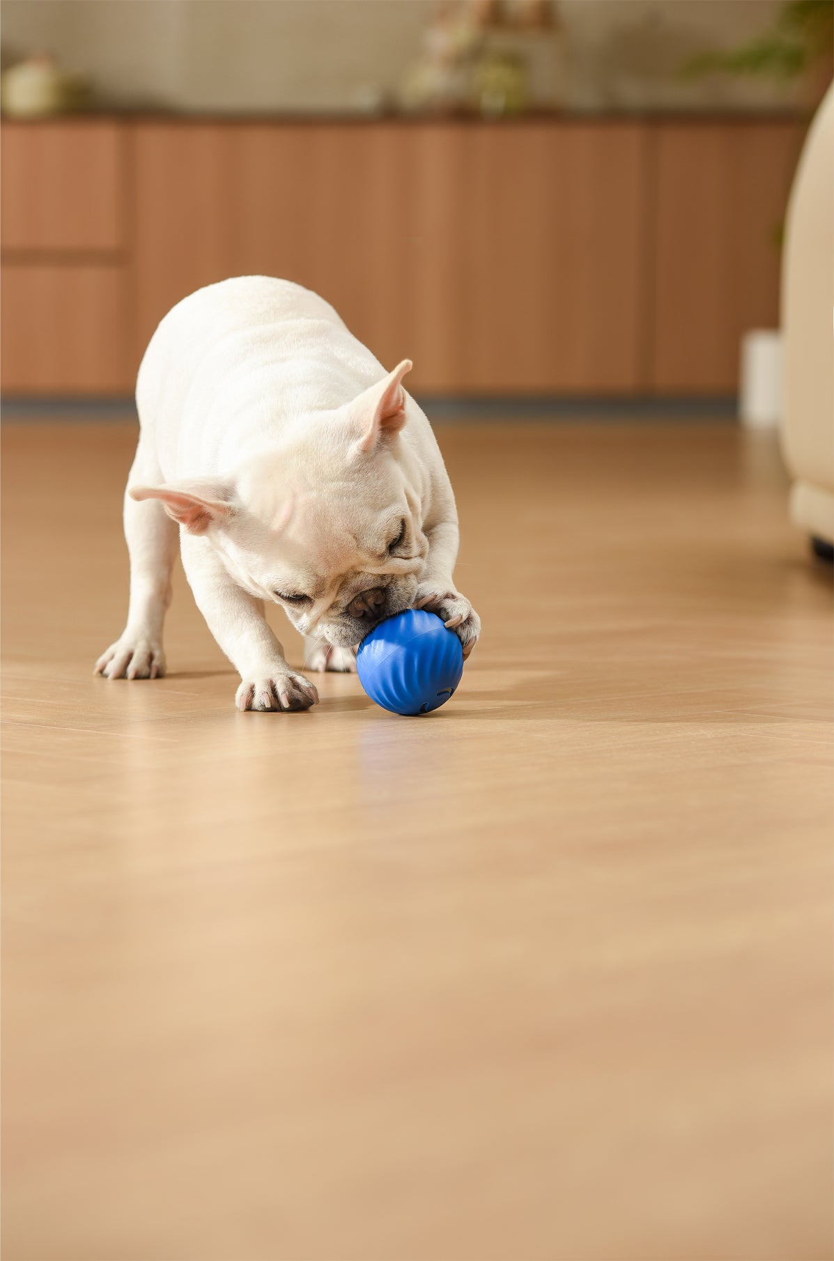 Petgravity Snack Shack Ball - Jouet interactif rebondissant, 72 mm, Bleu
