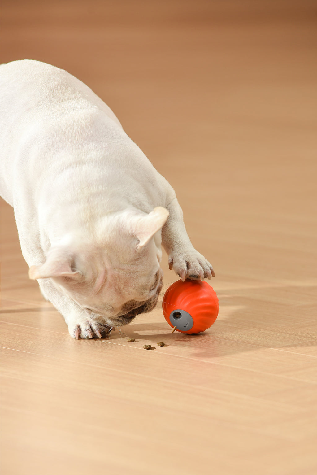 Petgravity Snack Shack Ball - Jouet interactif rebondissant, 72 mm, Orange