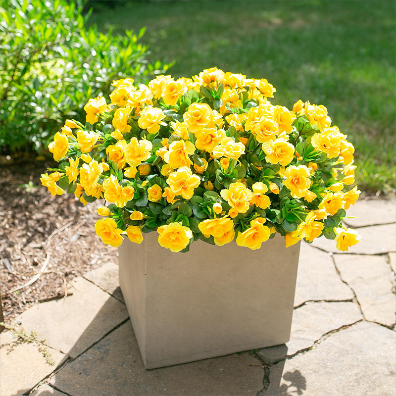 Yuejia Lot de 6 bouquets de fleurs artificielles en soie camélia jaune - 38 cm
