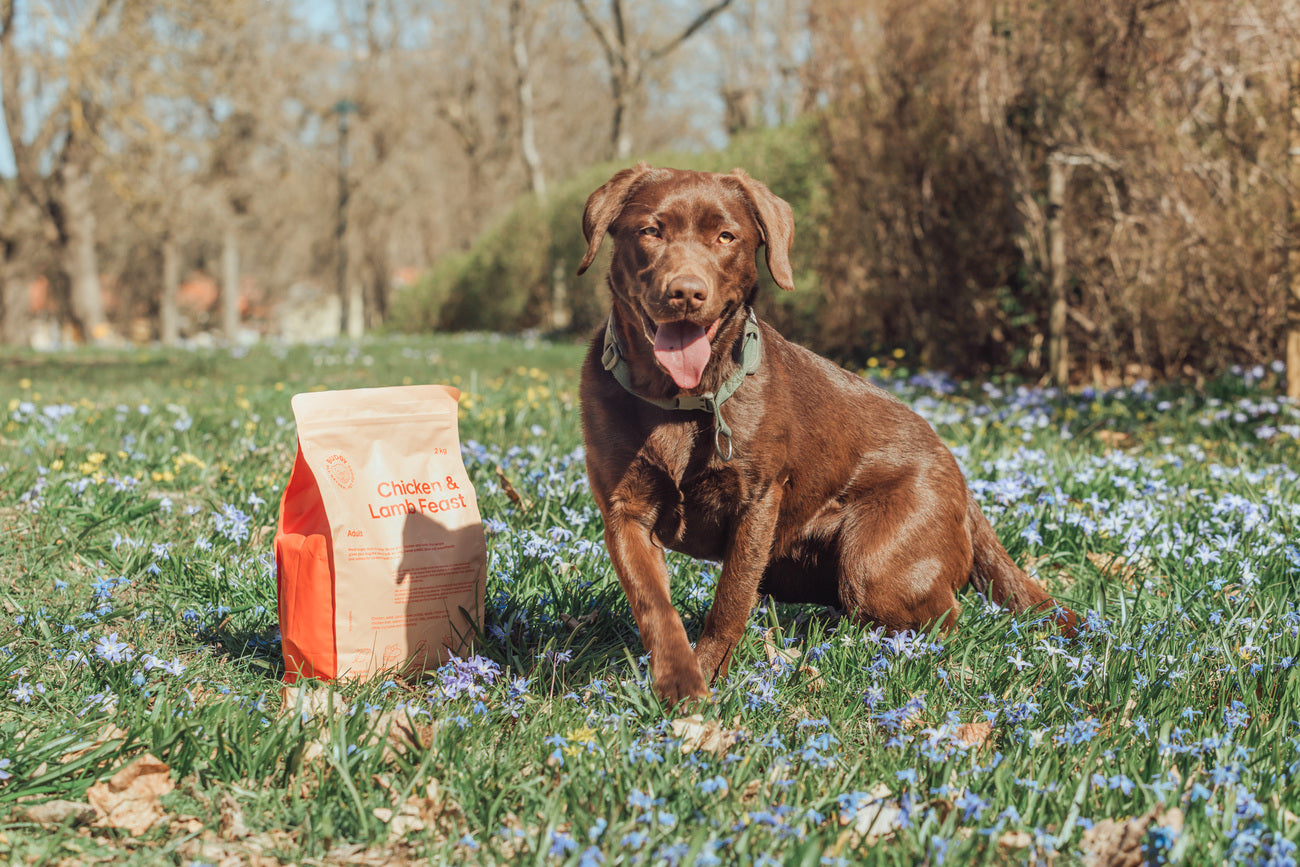 Buddy Céréales festin poulet et agneau 2 kg