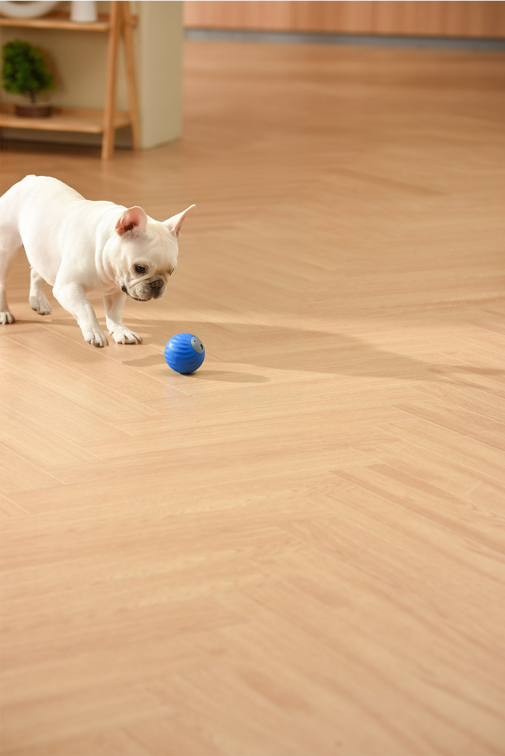 Petgravity Snack Shack Ball - Jouet interactif rebondissant, 72 mm, Bleu