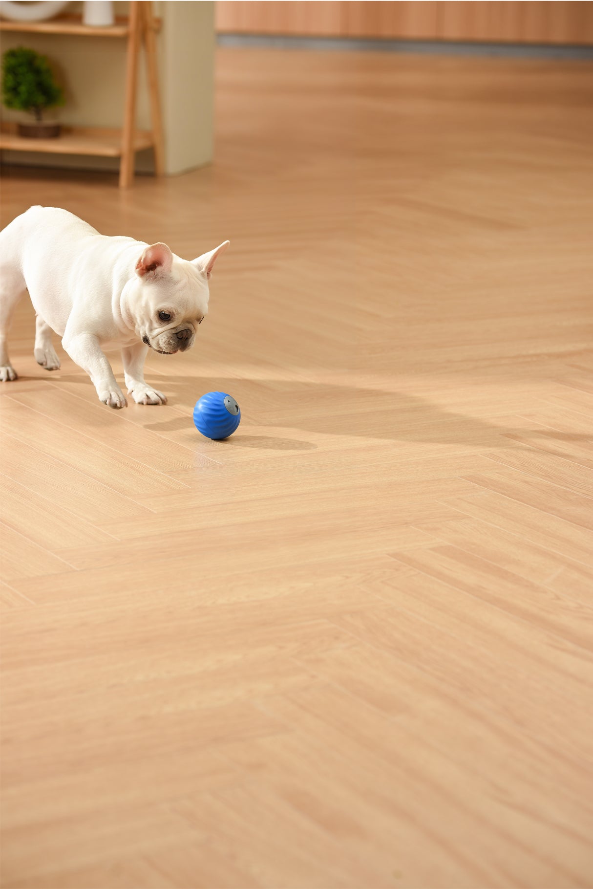 Petgravity Snack Shack Ball - Jouet interactif rebondissant, 72 mm, Bleu