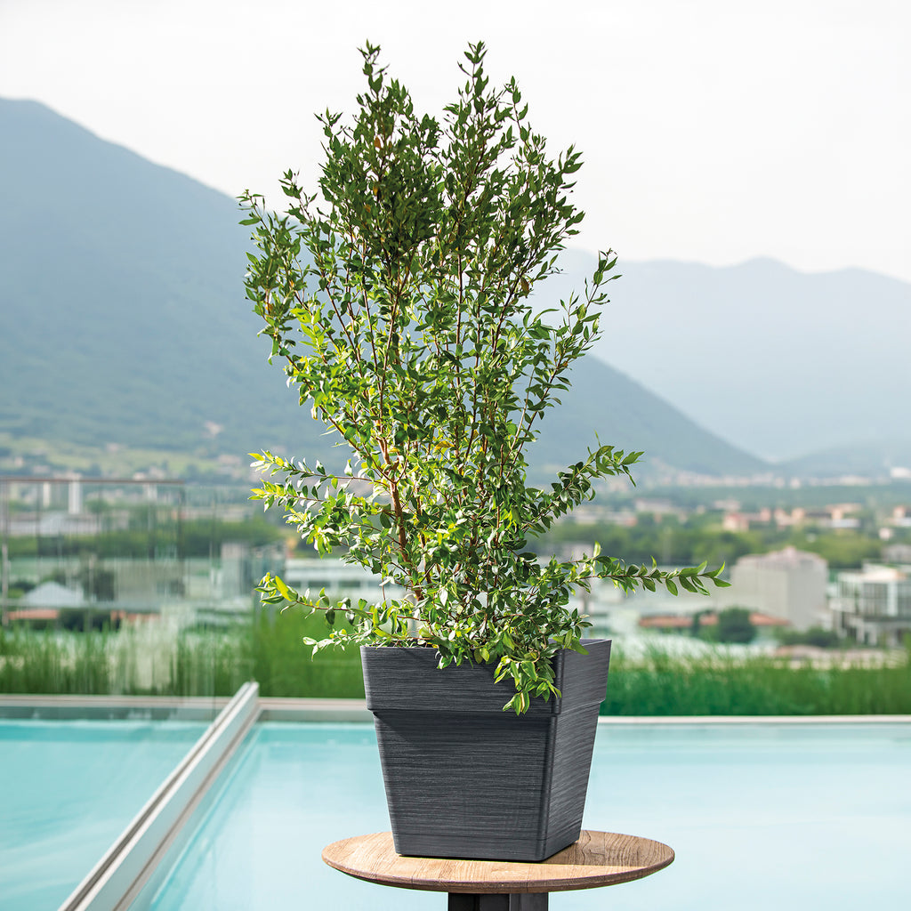 DEROMA Quadro Save R Anthracite à réserve d'eau 35cm
