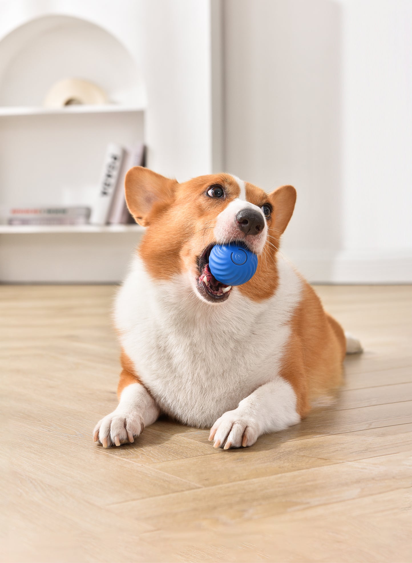 PETGRAVITY Balle rebondissante intelligente pour chien de taille moyenne - Bleu