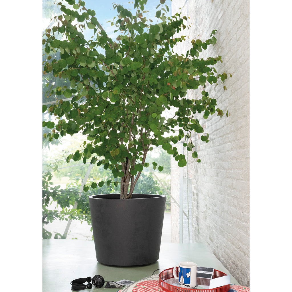 DEROMA Vaso Millennium R Anthracite à réserve d'eau et roulettes 59cm