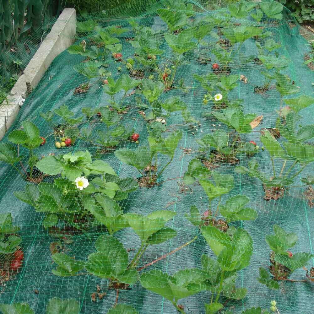 TENAX Ortoflex Filet anti-oiseaux à mailles carrées vert - 5,00 x 8 m