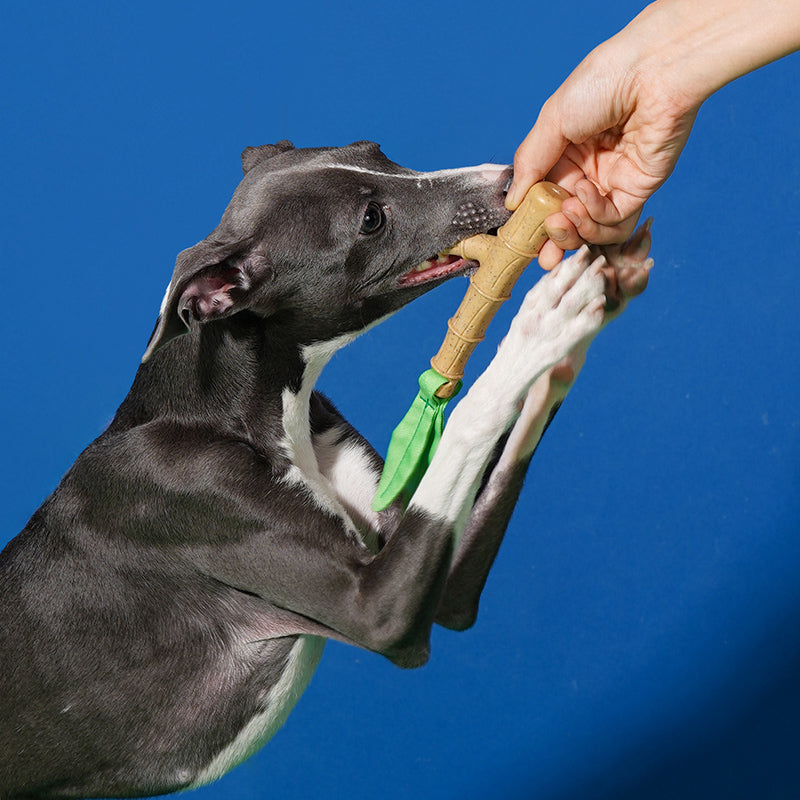 ZEZE Jouet à mâcher en bambou pour chien - interactif, nettoyage dentaire, design bambou 22 x 5,5 x 2,5 cm - sans éclats