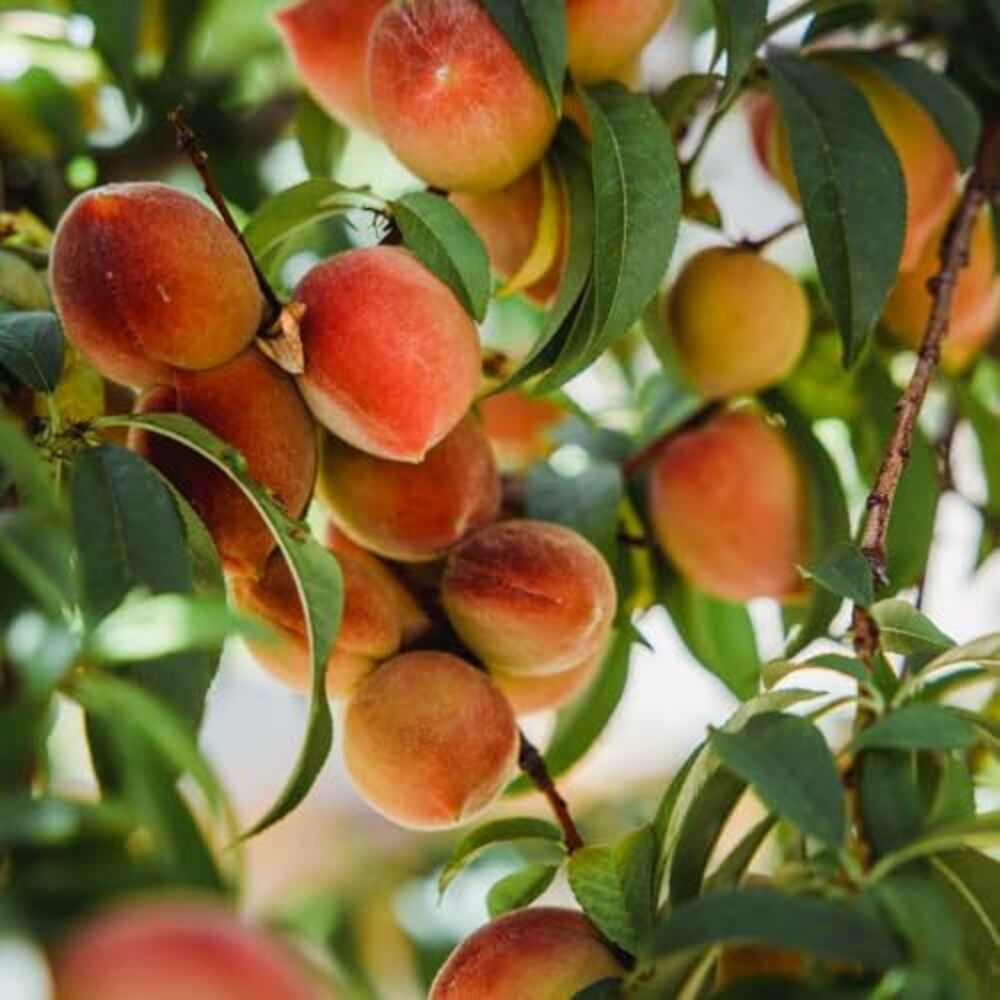 Nutri&Co Draineur en poudre - goût Pêche - 100 g