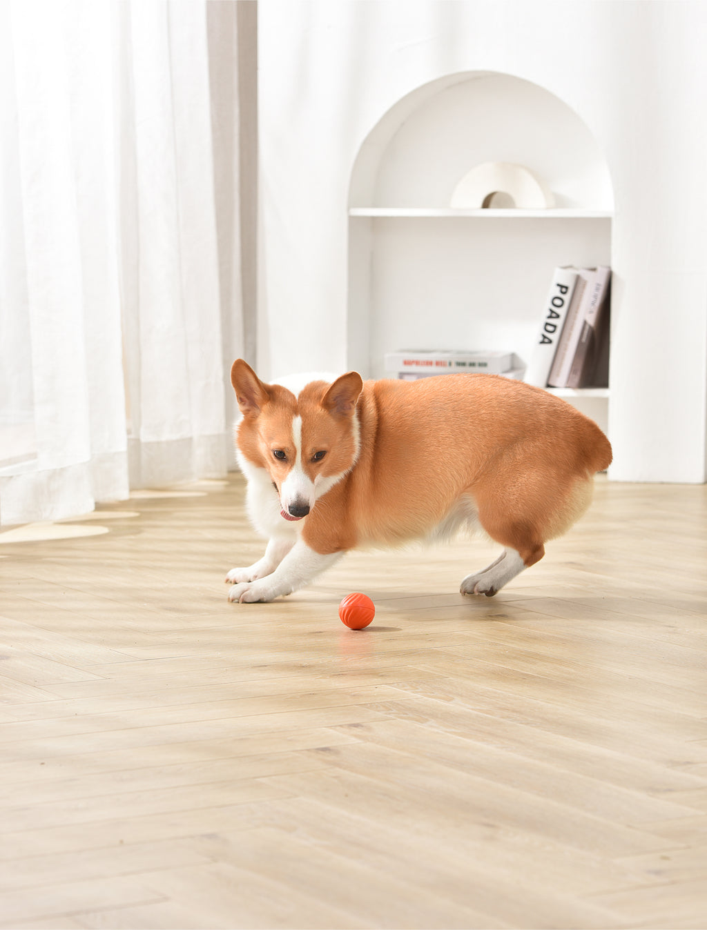 PETGRAVITY Balle rebondissante intelligente pour chien de taille moyenne - Orange