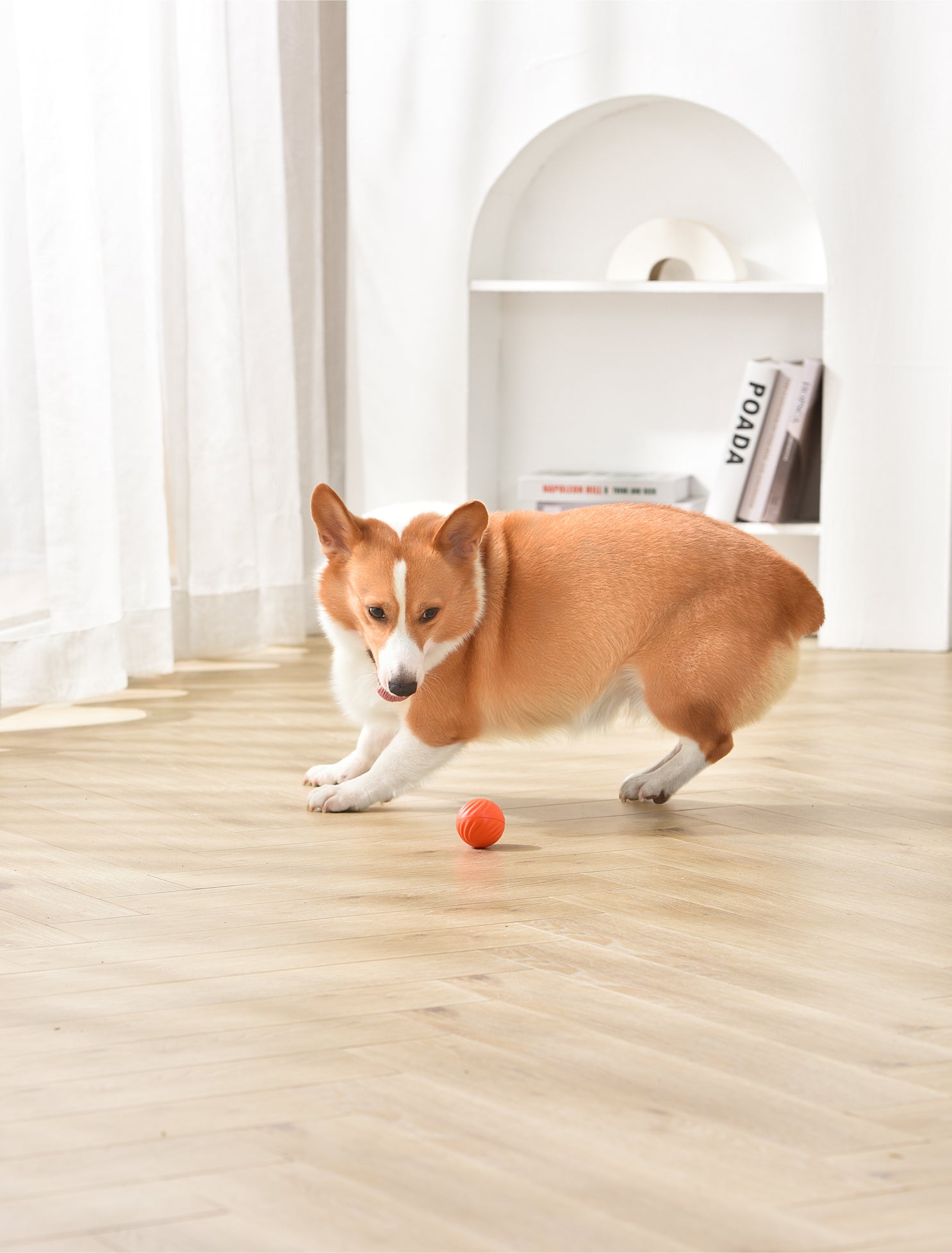 PETGRAVITY Balle rebondissante intelligente pour chien de taille moyenne - Orange
