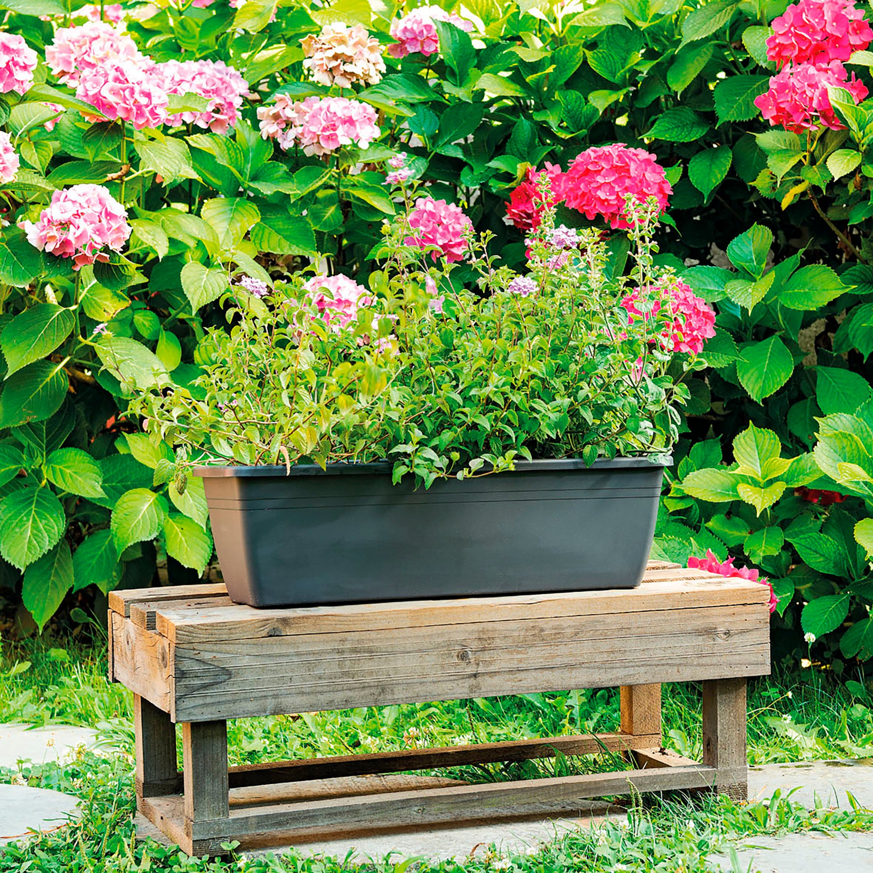 DEROMA Support de plante Day R, anthracite, 60 cm