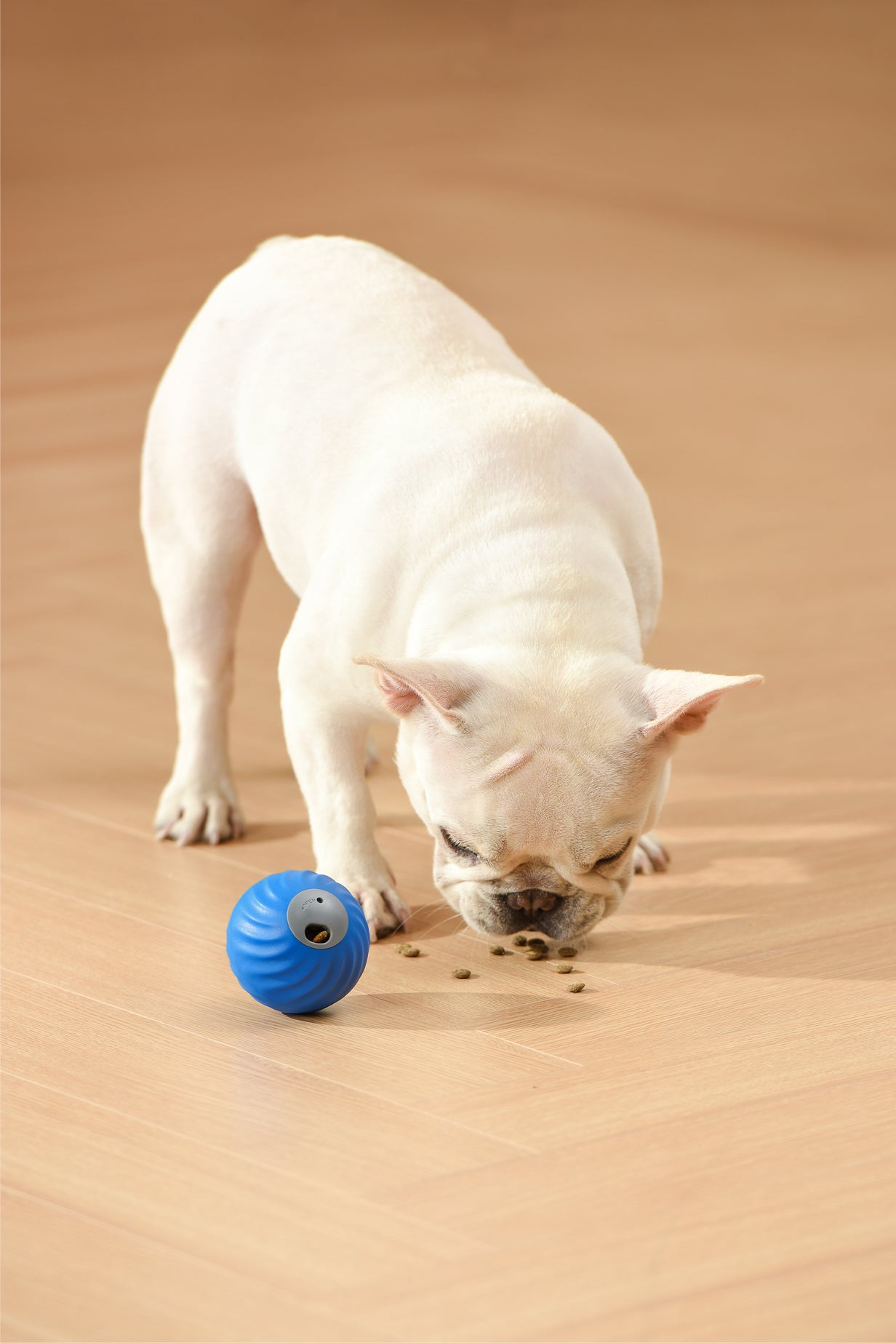 Petgravity Snack Shack Ball - Jouet interactif rebondissant, 72 mm, Bleu