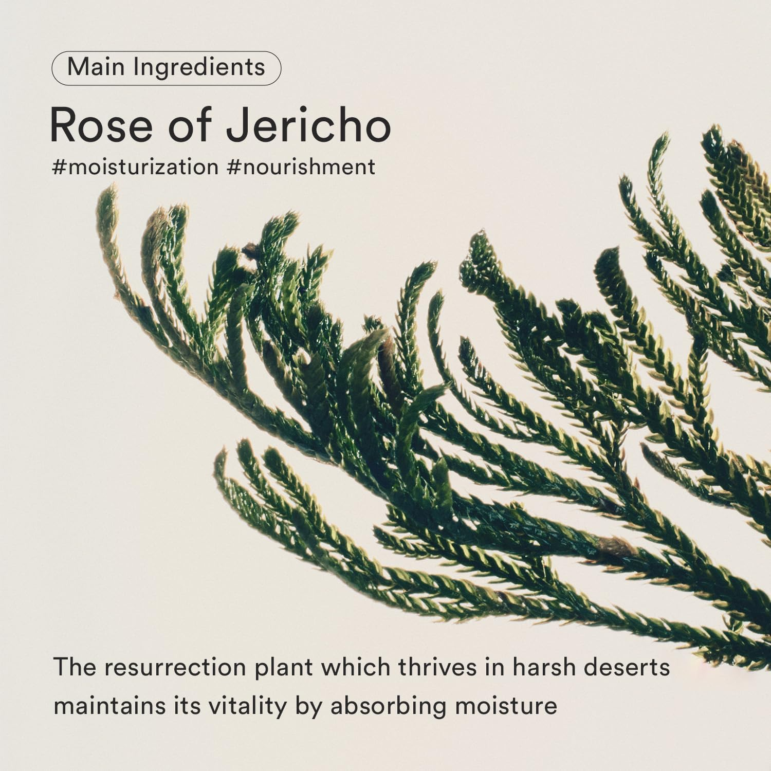 ABIB Jericho Rose Bifida Sérum Gouttes Raffermissantes 50 ml